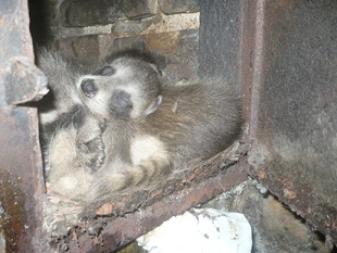 Raccoon babies sleeping in chimney cleanout, greenville, mi